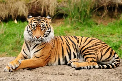 Полосатый Пупс: амурский тигр поселился в парке львов в Гудаутском районе -  13.11.2022, Sputnik Абхазия