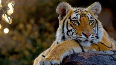 Белый бенгальский тигр в ставропольском зоопарке - YouTube