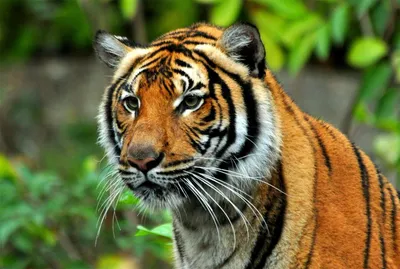 Добрый тигр | Смотреть 45 фото бесплатно