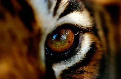 Добрый Тигр, автор Павлова Камелия