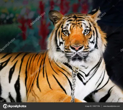 Фотообои бумажные «Бенгальский тигр» 139х139 cм в Москве – купить по низкой  цене в интернет-магазине Леруа Мерлен