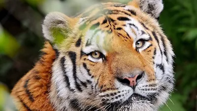 Скачать 1920x1080 тигр, морда, хищник, взгляд, добрый обои, картинки full  hd, hdtv, fhd, 1080p