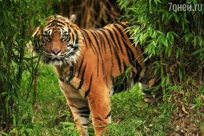 Эдгард Запашный — о том, как заслужить доверие тигра