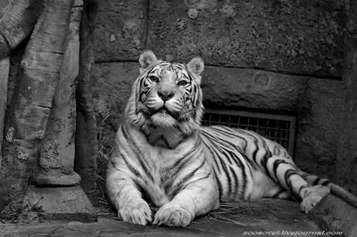 Фотообои Тигр на траве купить на стену • Эко Обои