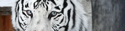 Амурский тигр: какие опасности ему угрожают? | Животные | ШколаЖизни.ру