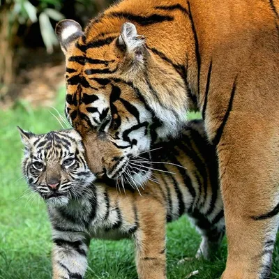 Пара из Южной Африки приручила хищника: Тигр плавает в джакузи и катается в  дорогих тачках - KP.RU