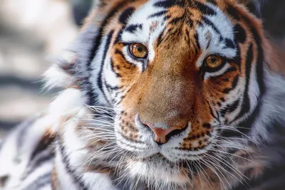 Обои на монитор | Животные | тигр, зверь, хищник, взгляд, добрый