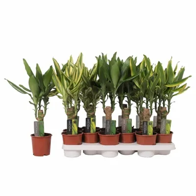 Драцена душистая Микс (Dracaena fragrans Kanzi mixed 3 varietys) - описание  сорта, фото, саженцы, посадка, особенности ухода. Дачная энциклопедия.