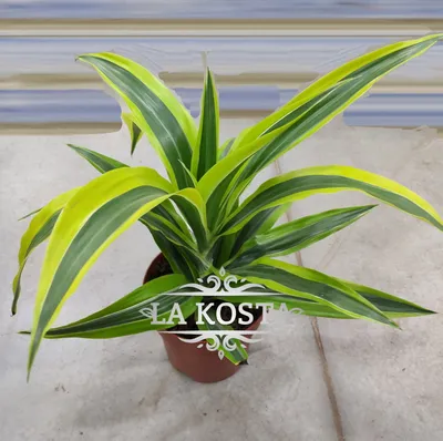 Купить с доставкой Драцена Фрагранс Микс Dracaena Fragrans Mix от 858  рублей, доставка