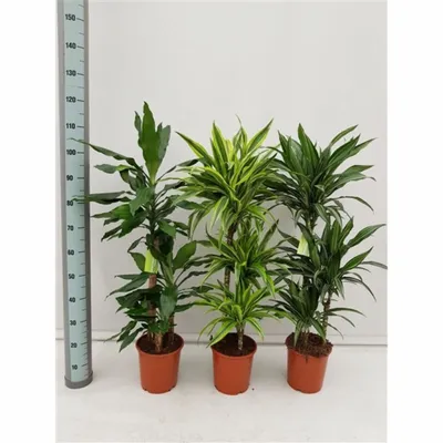 Драцена душистая Деремская Микс (Dracaena fragrans Deremensis mixed) -  описание сорта, фото, саженцы, посадка, особенности ухода. Дачная  энциклопедия.