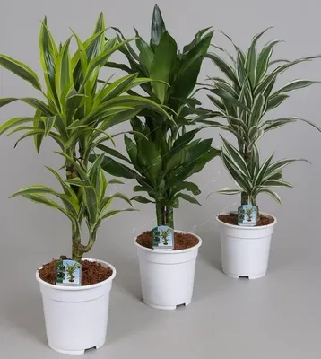 Драцена Коаст микс Dracaena Coast mix 80/17 — цена в LETTO