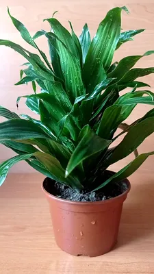 Драцена Компакта (Dracaena ,,compacta,,) – Комнатные цветы