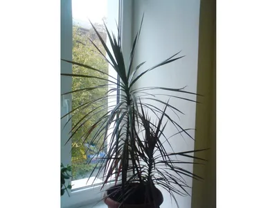 Драцена маргината - Dracaena marginata. Уход за драценой маргината,  выращивание