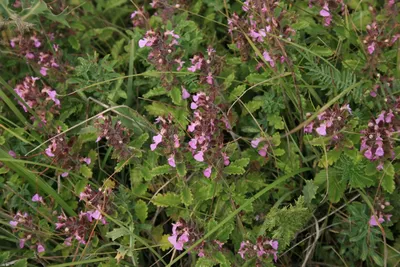 ᐅ Дубровник обыкновенный (Teucrium chamaedrys) купить по цене производителя  ✓доставкой почтой в магазине ❀Пролисок❀ Украина - Интернет-магазин  «Пролисок» - садовые растения почтой