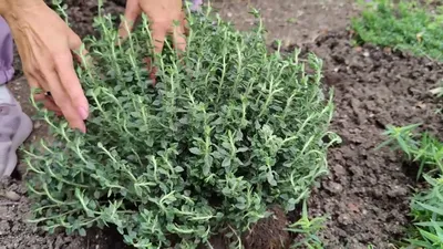 Высаживаю новый чудо-цветок полукустарник дубровник вечнозелёный - YouTube