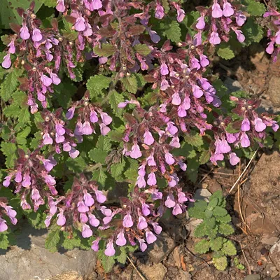 Teucrium chamaedrys - Изображение особи - Плантариум