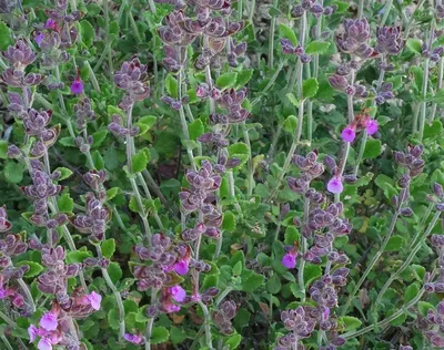 Дубровник шалфейный «Crispum Marginatum»: купить недорого с доставкой —  Крокус-ВЛ