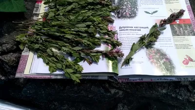 Дубровник обыкновенный, Teucrium chamaedrys