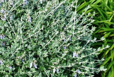 Дубровник обыкновенный (Teucrium chamaedrys). Весенняя обрезка после  неудачной зимы смотреть онлайн видео от Удивительный мир в хорошем качестве.