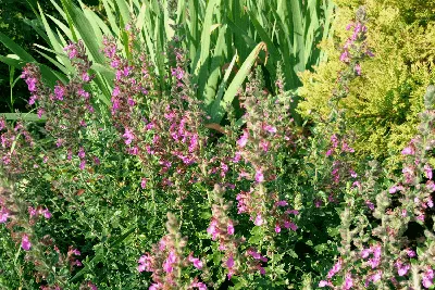 Дубровник обыкновенный, Teucrium chamaedrys