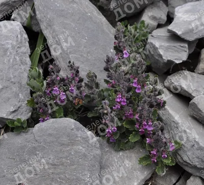 Дубровник люцидрис(Teucrium lucidrys)