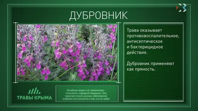 Дубровник Обыкновенный