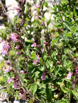 Teucrium chamaedrys - Изображение особи - Плантариум