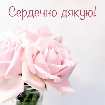 Спасибо большое открытка с пастельно-розовыми розами