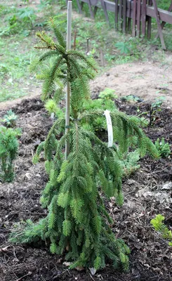 7,5Л/ Ель обыкновенная Inversa (Picea abies Inversa) h\u003d120 | eco-delo.ru