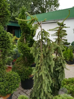 Picea abies Inversa C45 150-175. Tomzynski