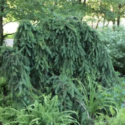 Ель обыкновенная Инверса с доставкой! 🌱 [Р703700]