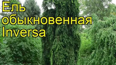 Ель обыкновенная Инверса. Краткий обзор, описание характеристик picea abies  Inversa - YouTube