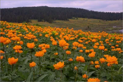 Цветы в горах - саянские жарки. Купальницы. | Пейзажи, Природа, Цветы