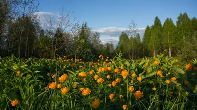 На юге Красноярского края рекордно рано расцвели жарки — Новости 7 канала,  Красноярск