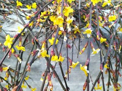 Жасмин голоцветковый или голоцветный (Jasminum nudiflorum), жасмин зимний -  «Каскады желто-солнечных цветов посреди зимы – в саду и дома. 🌞 Можно  формировать в произвольной форме. Находка для террасированных участков и  живых изгородей» | отзывы