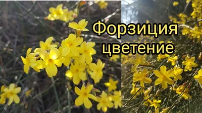 Форзиция цветение Природа Цветы Forsythia (Oleaceae) Flowers Relaxing Vi...  | Природа, Цветение, Растения