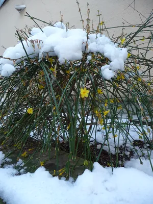 Jasminum nudiflorum – Wikimedia Commons