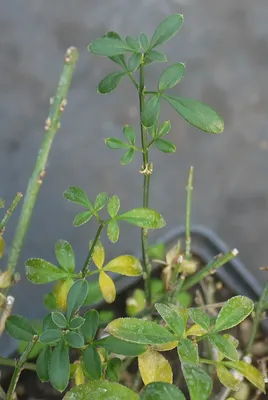 Коллекции растений ЦСБС СО РАН - Jasminum nudiflorum Lindl. – Жасмин  голоцветковый