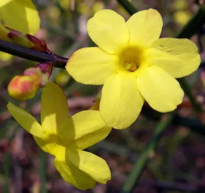 Жасмин голоцветковый (jasminum nudiflorum) — путеводитель по отдыху в Крыму