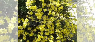Зимний жасмин цветение Природа Цветы Winter Jasmine (Oleaceae) Flowers  Relaxing Video 봄의 꽃 (자연) - YouTube