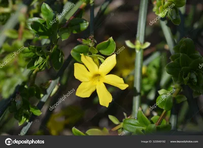 Желтый Nudiflorum жасмин Jasminum в саду Стоковое Фото - изображение  насчитывающей oð±ð²ð°ð»oð²ðºð¸, ð²ðµñ ð½ð°: 195207340