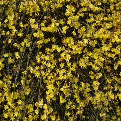 Жасмин голоцветковый (Jasminum nudiflorum) - PictureThis