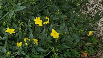 Japanise Jasmine, Jasminum mesnyi, японский жасмин | Jasmine, Flowers,  Plants