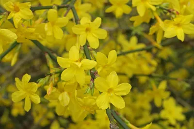 Японский жасмин, Jasminum mesnyi, Japanise Jasmine | Plants, Green, Jasmine