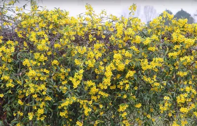 Зимний жасмин цветение Природа Цветы Winter Jasmine (Oleaceae) Flowers  Relaxing Video 봄의 꽃 (자연) - YouTube