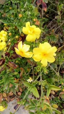 Jasminum nudiflorum - Image of an specimen - Plantarium