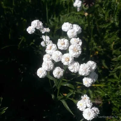 Вертикордия — Тысячелистник птармика или жемчужница (Achillea ptarmica)