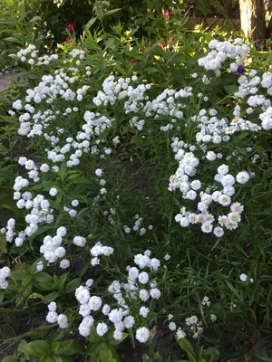 Тысячелистник птармика The Pearl Achillea ptarmica The Pearl - купить сорт  в питомнике, саженцы в Санкт-Петербурге