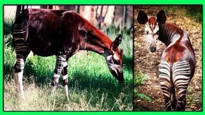 Meet Mosi the Okapi - cute post - Imgur | Детеныши животных, Самые милые  животные, Животные зоопарка