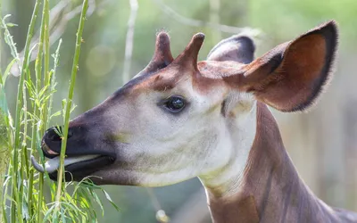 Welt-Okapi-Tag im Zoo Berlin | Heute ist Welt-Okapi-Tag! Der Zoo Berlin  unterstützt seit mehr als 30 Jahren das 1987 gegründete Okapi Conservation  Project, das sich für den Erhalt der... | By Zoo